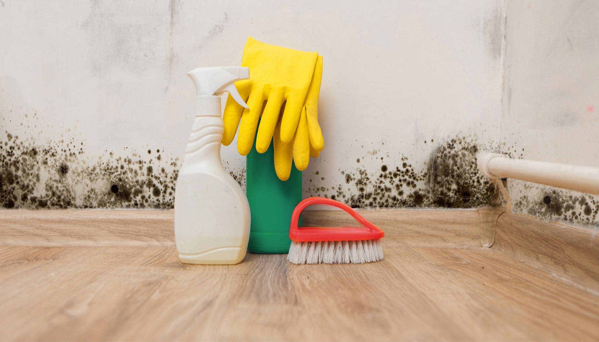 Know About Mold Removal In South Bend